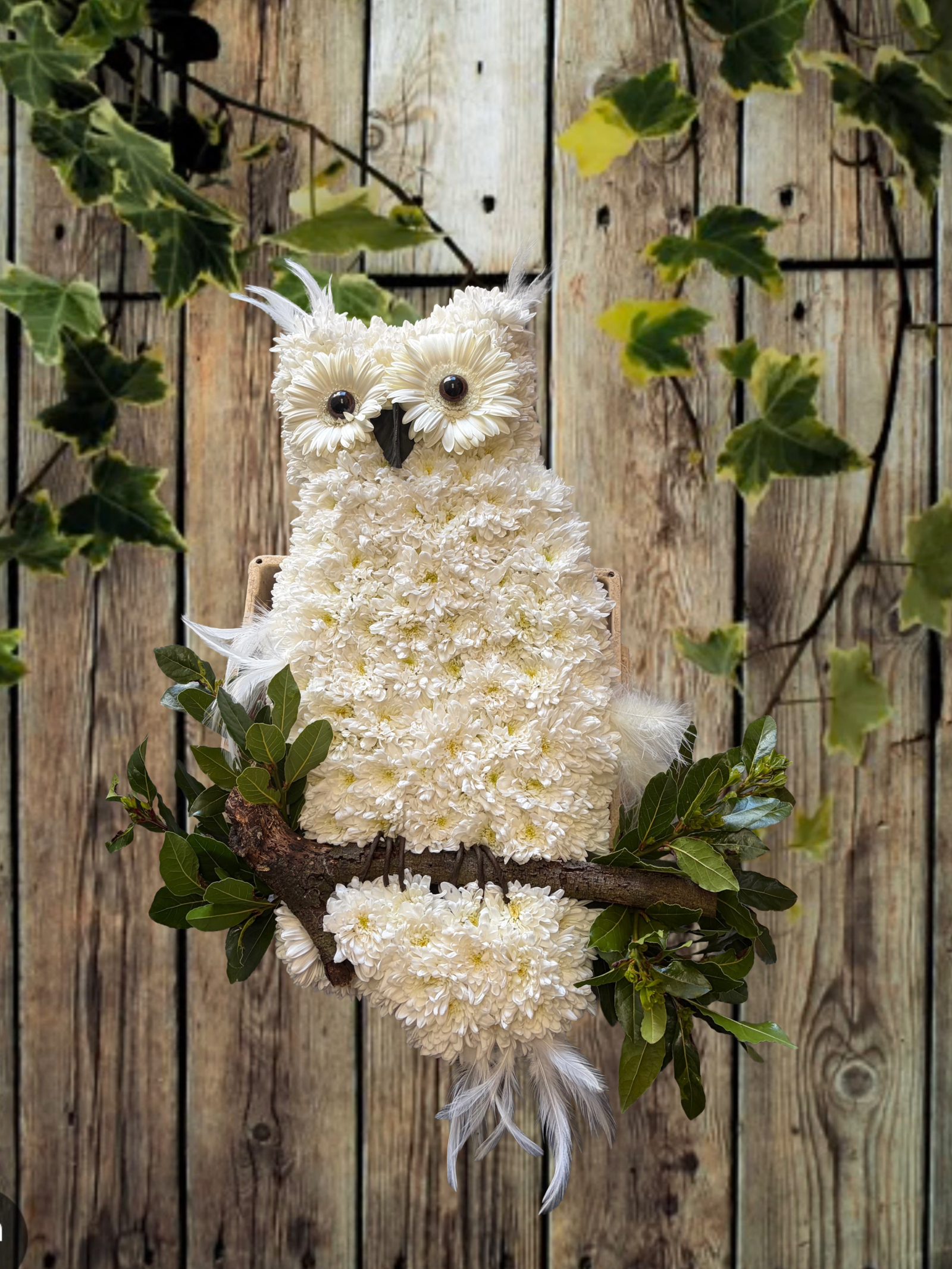 owl owl